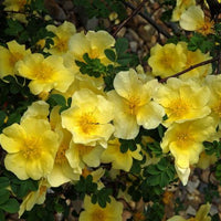 Rosa Xanthina 30-1500 Seeds, Fragrant Wild Manchu Yellow Rose Shrub