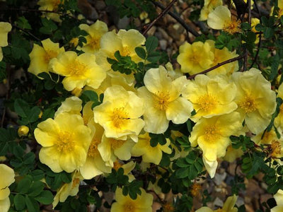 Rosa Xanthina 30-1500 Seeds, Fragrant Wild Manchu Yellow Rose Shrub