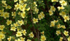 Rosa Xanthina 30-1500 Seeds, Fragrant Wild Manchu Yellow Rose Shrub