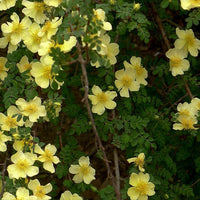Rosa Xanthina 30-1500 Seeds, Fragrant Wild Manchu Yellow Rose Shrub