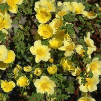 Rosa Xanthina 30-1500 Seeds, Fragrant Wild Manchu Yellow Rose Shrub