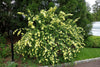 Rosa Xanthina 30-1500 Seeds, Fragrant Wild Manchu Yellow Rose Shrub