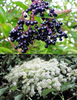 Sambucus Canadensis 50 Seeds, Elderberry Shrub Medicinal Herb