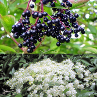 Sambucus Canadensis 50 Seeds, Elderberry Shrub Medicinal Herb