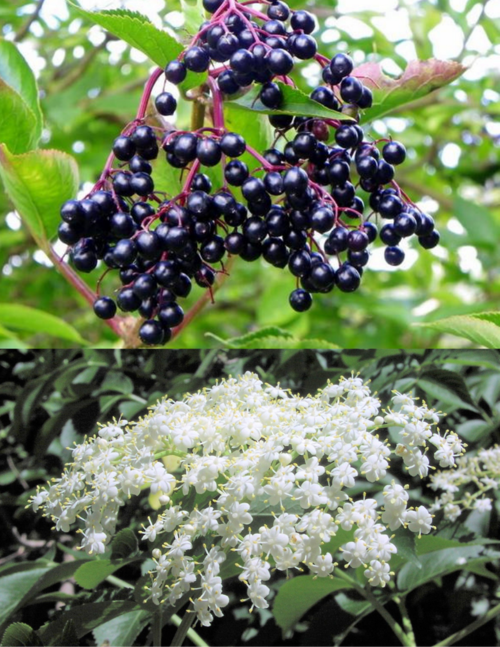elderberry plant seeds Sambucus Canadensis 50 Seeds, American Elderberry Shrub Cold Hardy Med