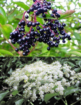 Sambucus Canadensis 50 Seeds, Elderberry Shrub Medicinal Herb