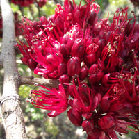 Schotia Brachypetala African Tree 5 Seeds, Rich Deep Red Flowers