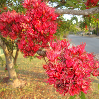 Schotia Brachypetala African Tree 5 Seeds, Rich Deep Red Flowers