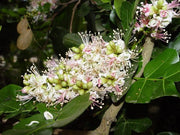 Schotia Latifolia African Tree 5 Seeds, Gorgeous Bush Boer Bean