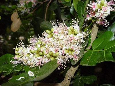 Schotia Latifolia African Tree 5 Seeds, Gorgeous Bush Boer Bean