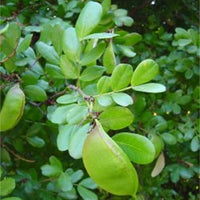 Schotia Latifolia African Tree 5 Seeds, Gorgeous Bush Boer Bean