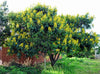 Senna Siamea 20/100/500 Seeds, Cassia Kassod, Medicinal Evergreen Tree