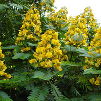 Senna Siamea 20/100/500 Seeds, Cassia Kassod, Medicinal Evergreen Tree