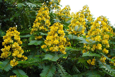 Senna Siamea 20/100/500 Seeds, Cassia Kassod, Medicinal Evergreen Tree