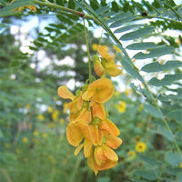 Sesbania Bispinosa 20 Seeds Edible Multi-Purpose Shrub Prickly Seban