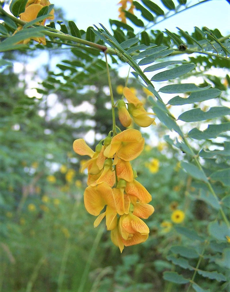 Sesbania Bispinosa 20 Seeds Edible Multi-Purpose Shrub Prickly Seban