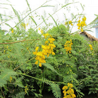 Sesbania Bispinosa 20 Seeds Edible Multi-Purpose Shrub Prickly Seban