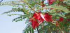 Sesbania Grandiflora Tree 20/100/500 Seeds, Edible Scarlet Wisteria