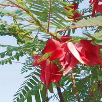 Sesbania Grandiflora Tree 20/100/500 Seeds, Edible Scarlet Wisteria