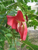Sesbania Grandiflora Tree 20/100/500 Seeds, Edible Scarlet Wisteria