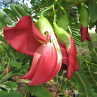 Sesbania Grandiflora Tree 20/100/500 Seeds, Edible Scarlet Wisteria