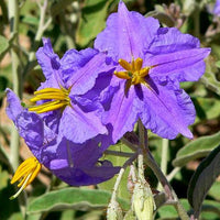 Solanum Virginianum 25 Seeds, Medicinal Shrub Surattense