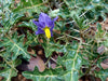 Solanum Virginianum 25 Seeds, Medicinal Shrub Surattense