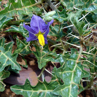 Solanum Virginianum 25 Seeds, Medicinal Shrub Surattense