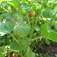 Solanum Virginianum 25 Seeds, Medicinal Shrub Surattense