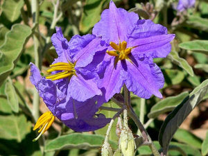 Solanum Virginianum 25 Seeds, Medicinal Shrub Surattense