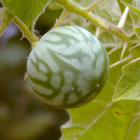 Solanum Virginianum 25 Seeds, Medicinal Shrub Surattense