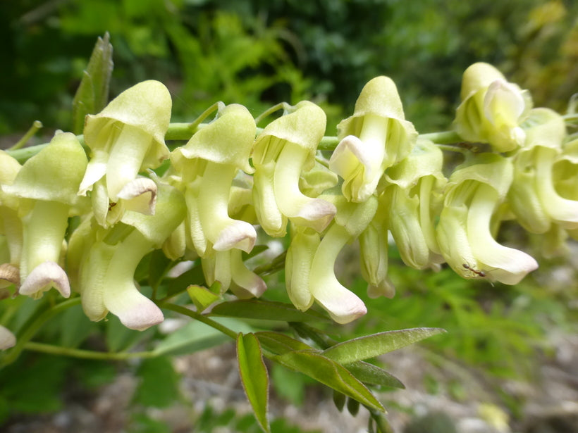 Sophora Flavescens 25/100/500 Seeds, Chinese Dwarf Medicinal Herb Shrub Bush