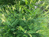 Sophora Flavescens 25/100/500 Seeds, Chinese Dwarf Medicinal Herb Shrub Bush