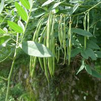 Sophora Flavescens 25/100/500 Seeds, Chinese Dwarf Medicinal Herb Shrub Bush