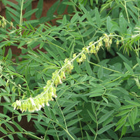 Sophora Flavescens 25/100/500 Seeds, Chinese Dwarf Medicinal Herb Shrub Bush