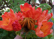 Spathodea Campanulata African Tulip Tree 50-1000 Seeds