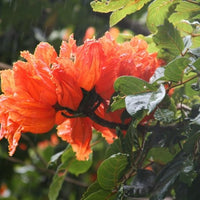 Spathodea Campanulata African Tulip Tree 50-1000 Seeds