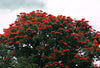 Spathodea Campanulata African Tulip Tree 50-1000 Seeds