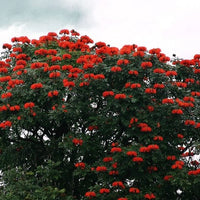 Spathodea Campanulata African Tulip Tree 50-1000 Seeds