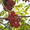 Sterculia Foetida Tree 5 Seeds, Java Olive, Wild Indian Almond