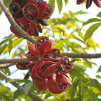 Sterculia Foetida Tree 5 Seeds, Java Olive, Wild Indian Almond
