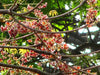 Sterculia Foetida Tree 5 Seeds, Java Olive, Wild Indian Almond