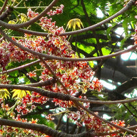 Sterculia Foetida Tree 5 Seeds, Java Olive, Wild Indian Almond