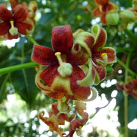 Sterculia Foetida Tree 5 Seeds, Java Olive, Wild Indian Almond