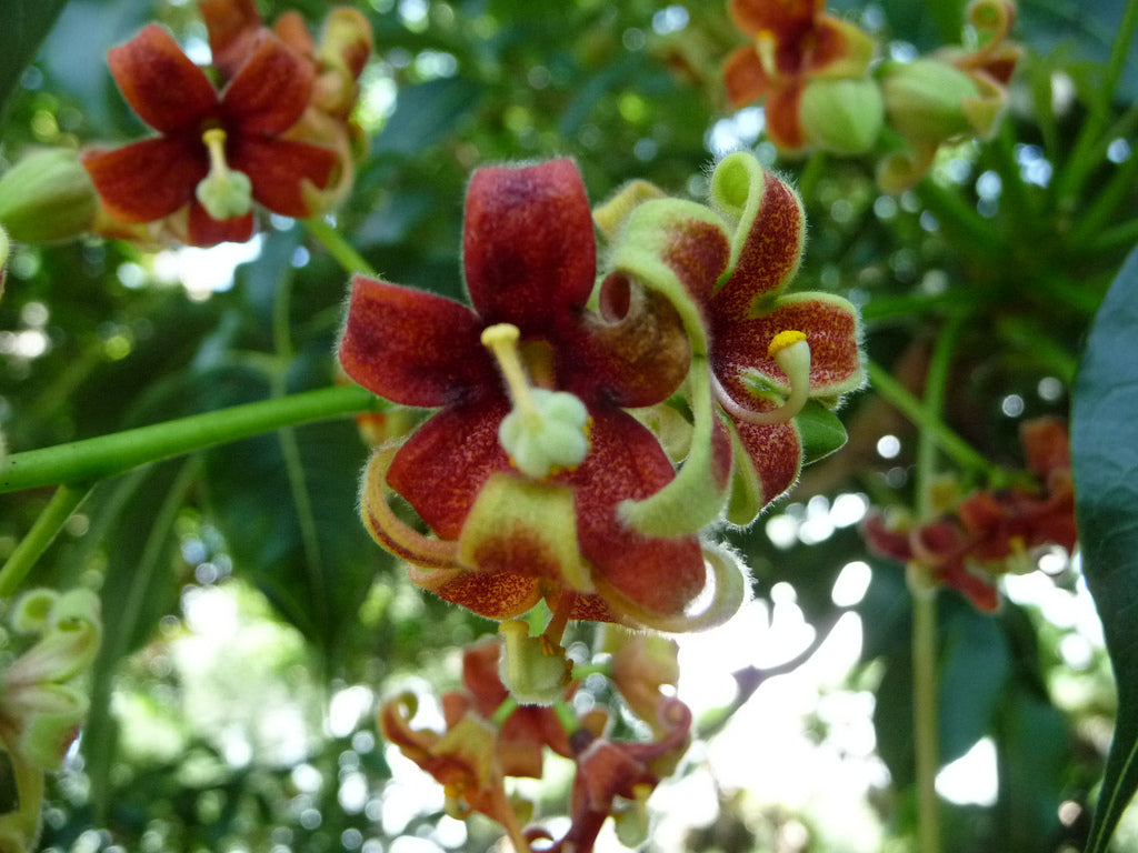 Poon Tree Sterculia Foetida Tree 5 Seeds, Java Olive, Wild Indian Almond, Multi ...
