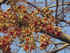 Sterculia Foetida Tree 5 Seeds, Java Olive, Wild Indian Almond