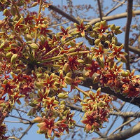 Sterculia Foetida Tree 5 Seeds, Java Olive, Wild Indian Almond