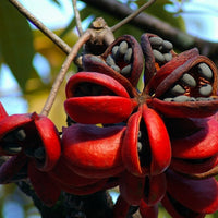 Sterculia Foetida Tree 5 Seeds, Java Olive, Wild Indian Almond