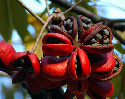 Sterculia Foetida Tree 5 Seeds, Java Olive, Wild Indian Almond