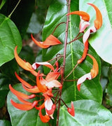 Strongylodon Siderospermus Very Rare Jade Vine Seed